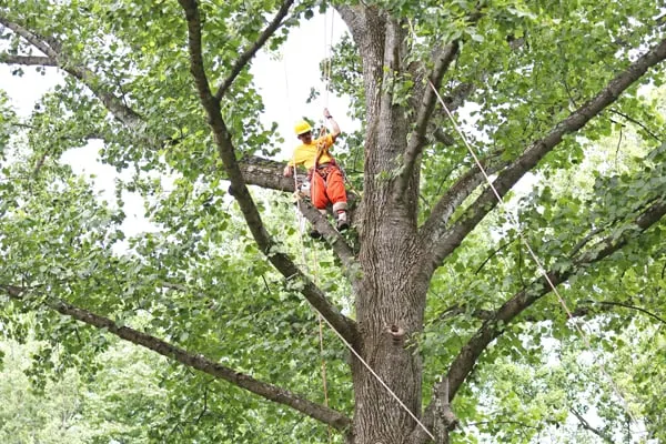 Local landscape installation in Annandale, VA - Flavio Domeneck Landscaping Inc.