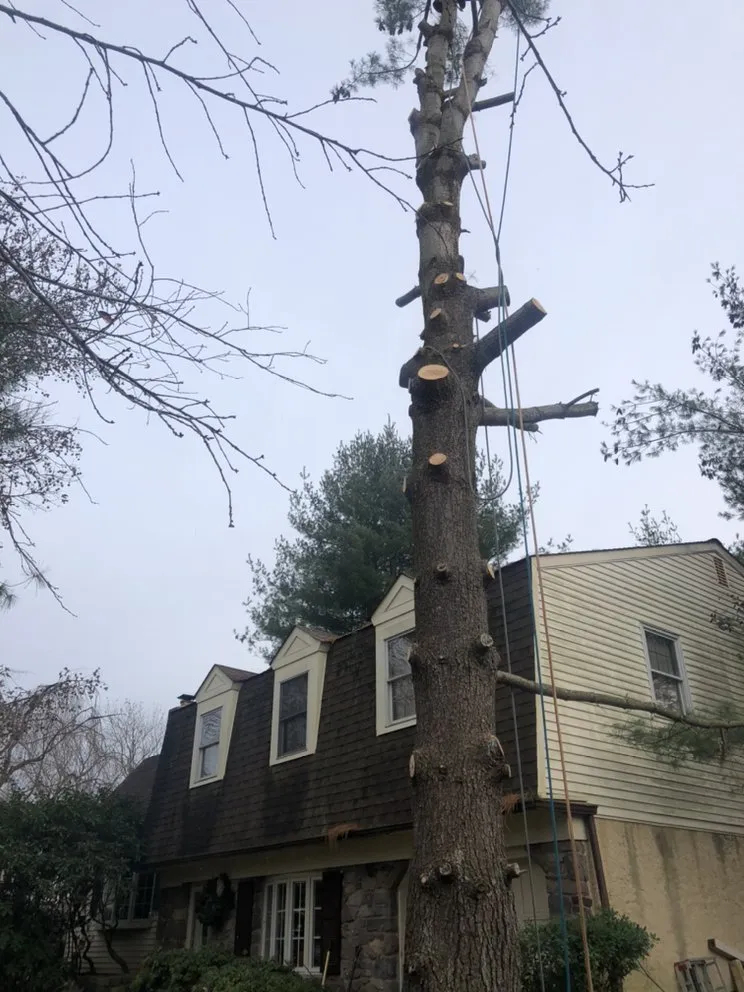 Custom lawn mowing service experts serving Bristol, PA - Flavio Landscaping