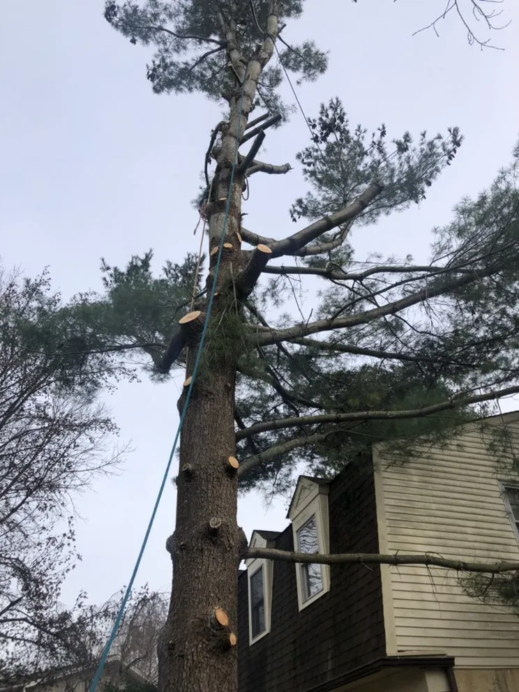 Reliable landscaping services in Bristol, PA - Flavio Landscaping