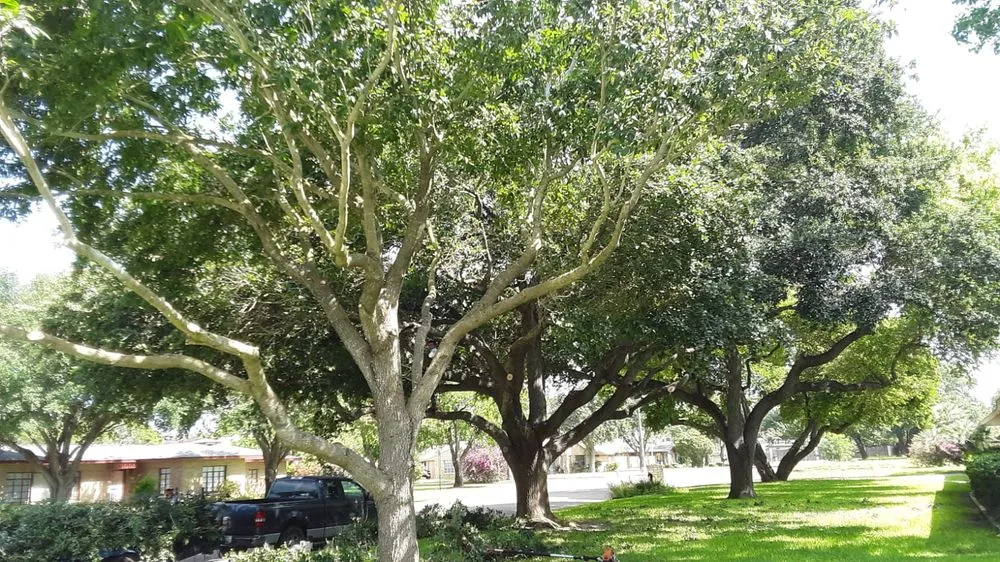 Top-rated yard cleanup service experts serving Edinburg, TX - Flavio's Landscapings