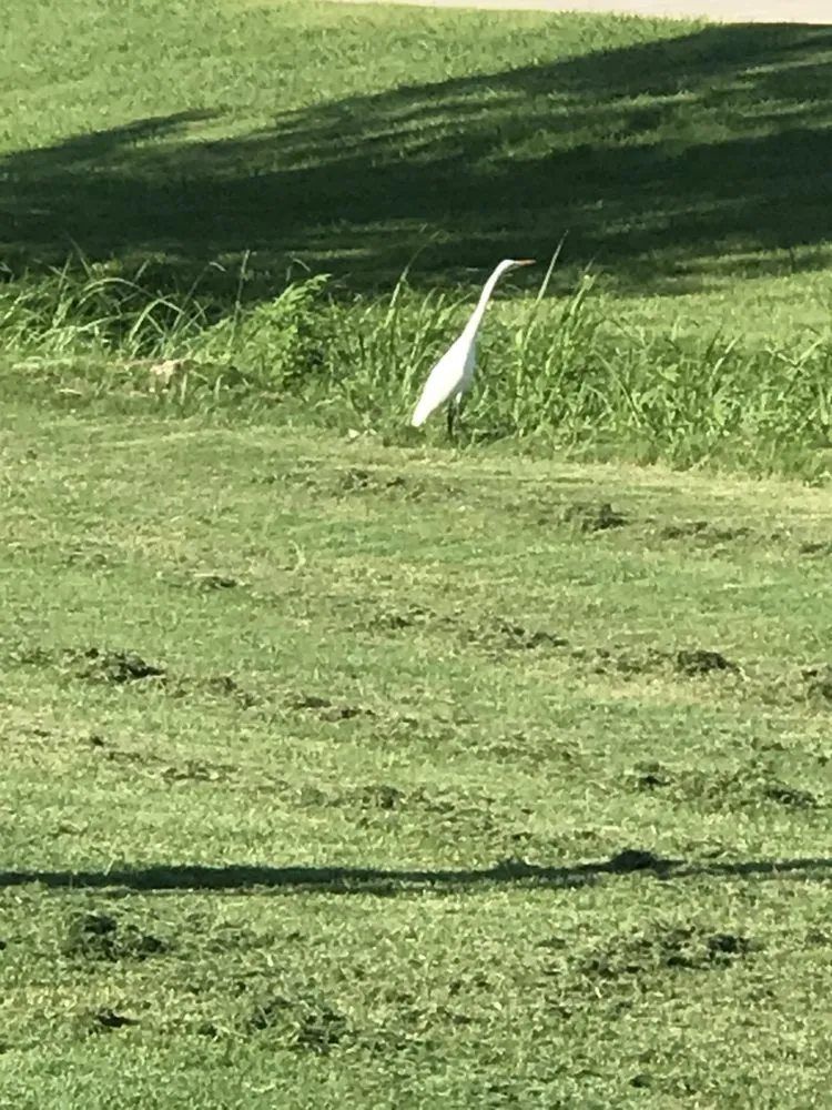 Reliable yard maintenance near you in Tulsa, OK by Flavor Dept