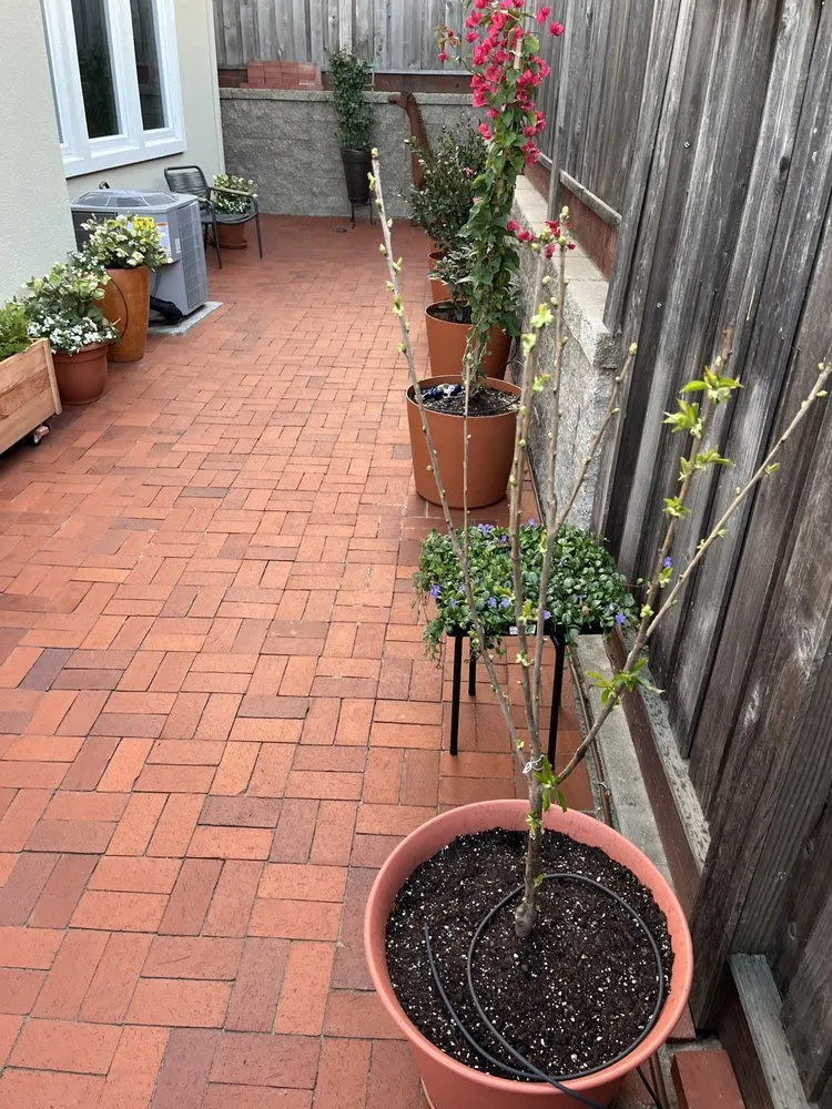 Custom residential landscaping for year-round maintenance across Petaluma, CA - Flawless & Fellas