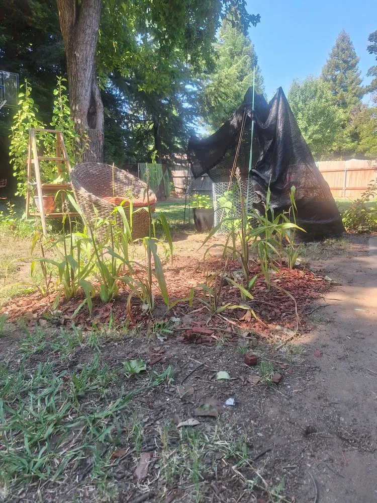 Local landscape design for year-round maintenance in Marysville, CA by Fletcher's Landscape & Maintenance