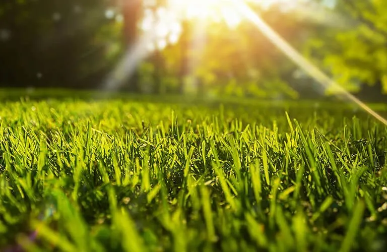 Affordable lawn mowing service in Gainesville, FL by Fletcher's Lawncare Solutions