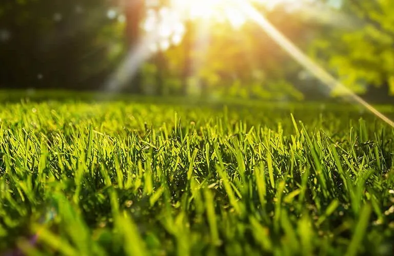 Affordable landscape design experts serving Gainesville, FL - Fletcher's Lawncare Solutions