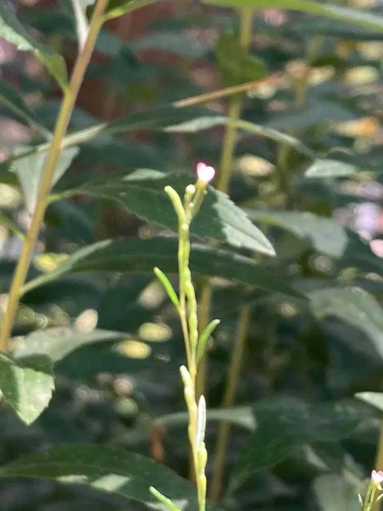 Reliable outdoor landscaping in Sacramento, CA by Fleur Gardening