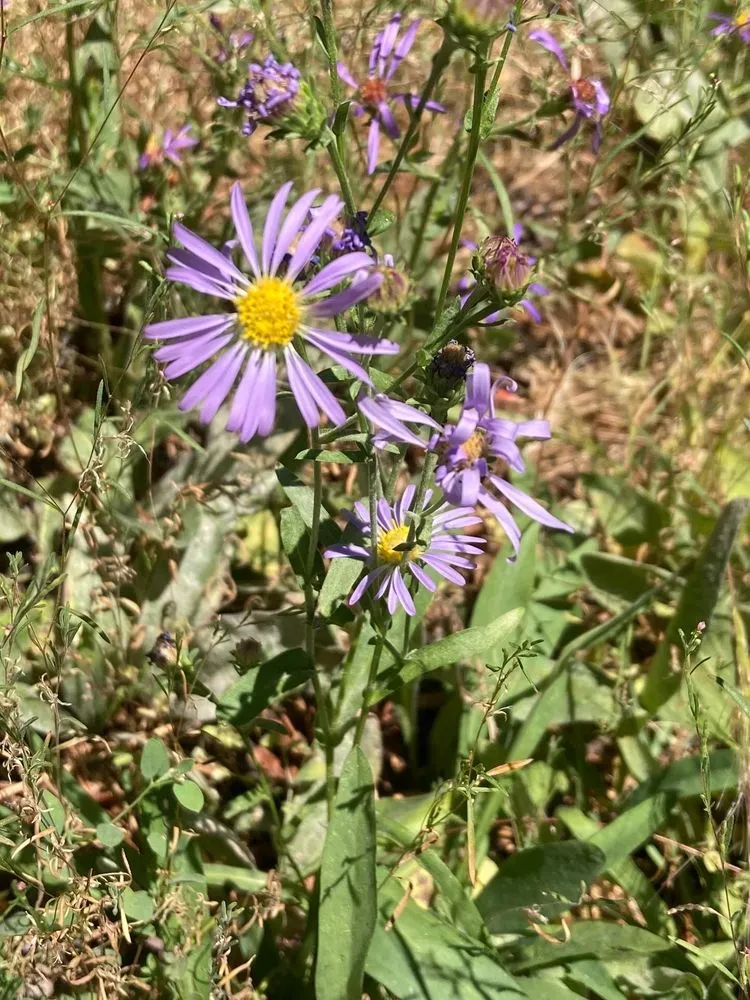 Local residential landscaping in Sacramento, CA by Fleur Gardening