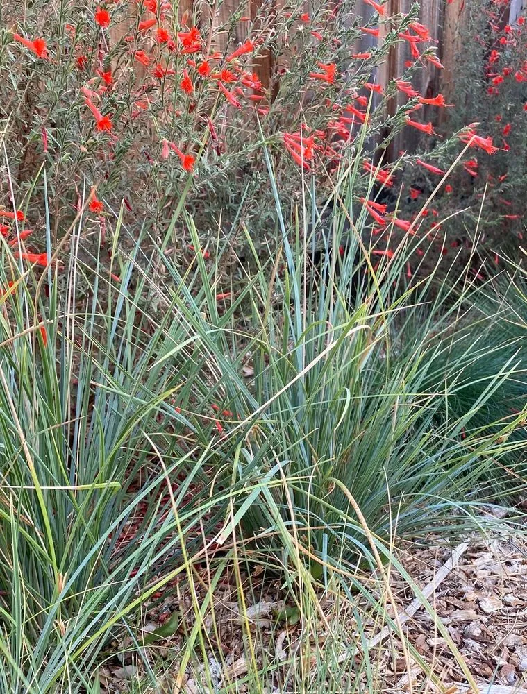 Top-rated yard maintenance near you in Sacramento, CA by Fleur Gardening