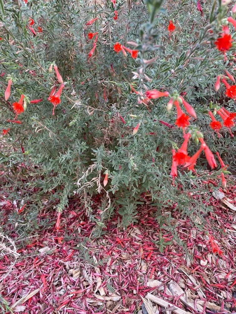 Local landscape design experts serving Sacramento, CA - Fleur Gardening