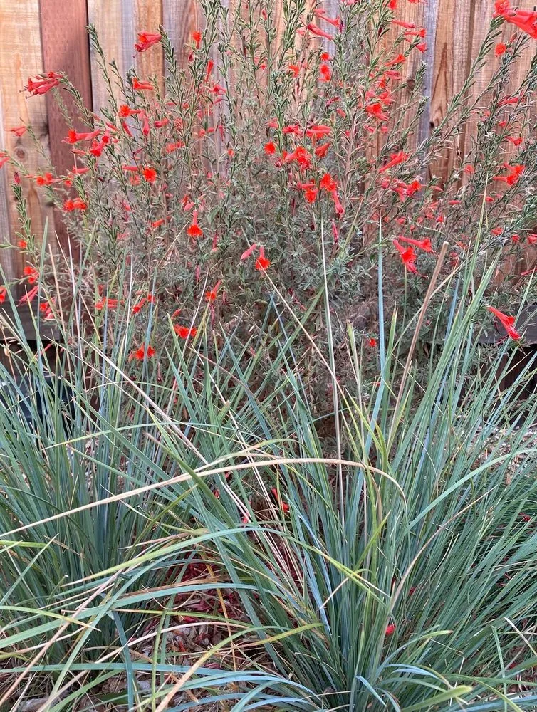 Top-rated lawn care service in Sacramento, CA - Fleur Gardening