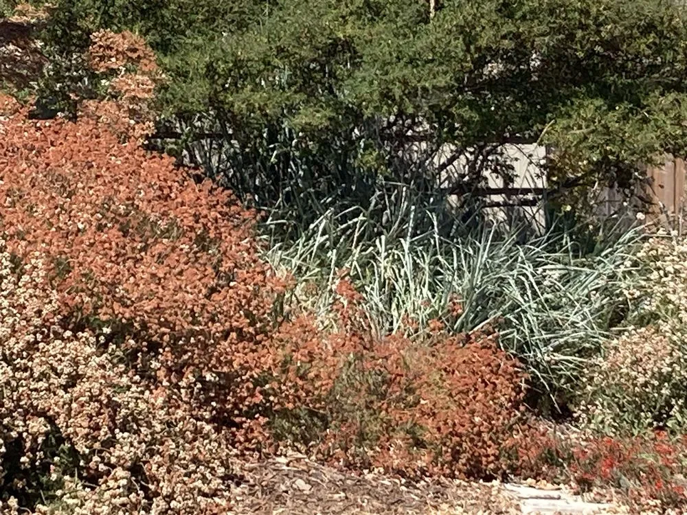 Professional yard cleanup service in Sacramento, CA by Fleur Gardening