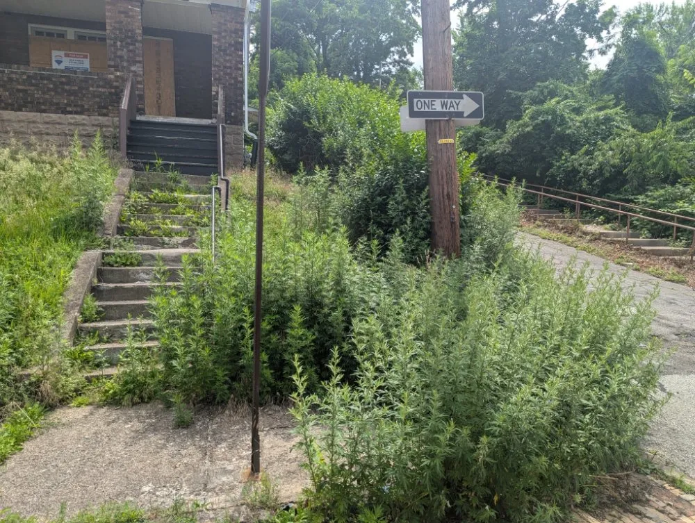 Trusted yard cleanup service in Pittsburgh, PA by Fleurvil