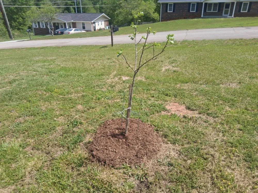Affordable landscape installation for homes across Seneca, SC - Flewwellins Lawn and Maintenance
