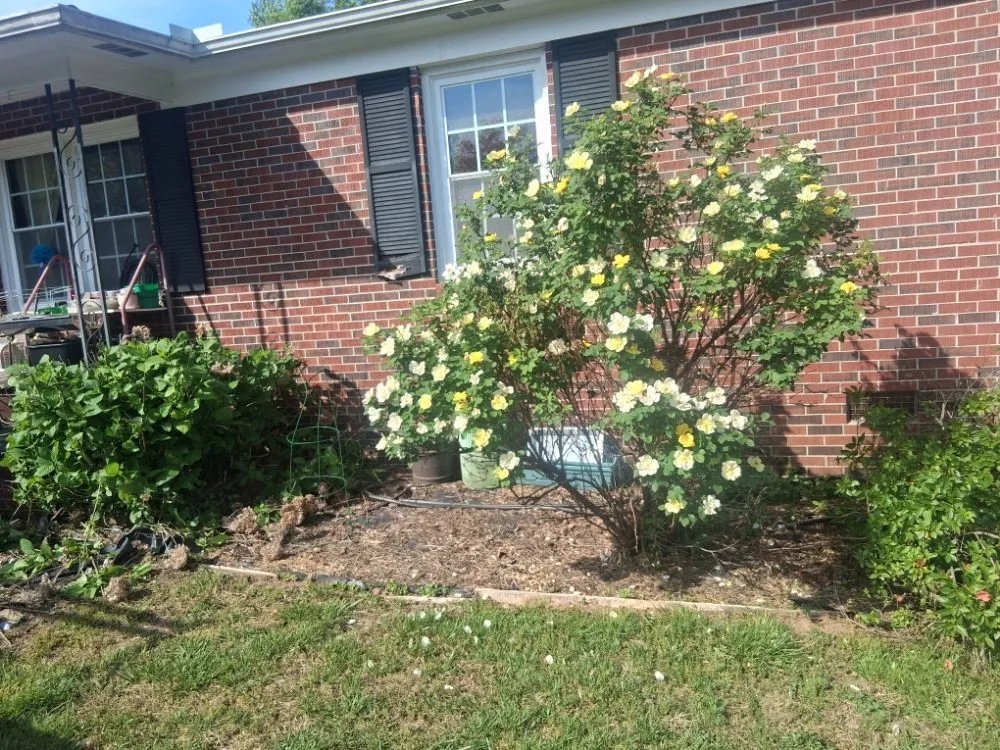 Professional garden landscaping for outdoor upgrades across Seneca, SC - Flewwellins Lawn and Maintenance