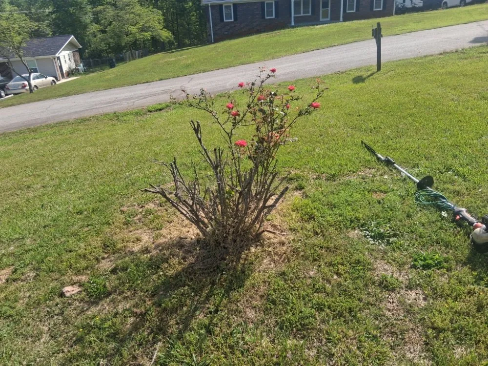 Custom landscape installation in Seneca, SC by Flewwellins Lawn and Maintenance