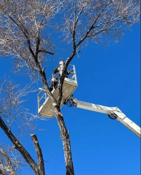 Reliable yard cleanup service for homes across Prescott, AZ - Flexible Solutions Land Management