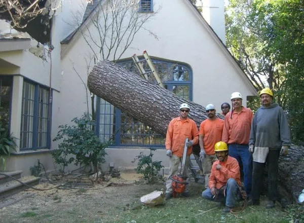 Top-rated landscape design in Pasadena, CA by Flintridge Tree Care