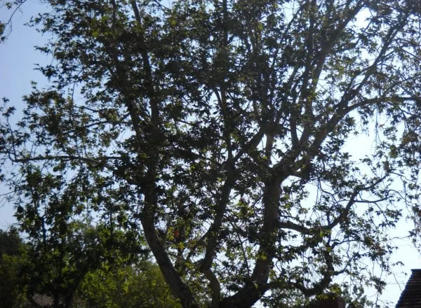 Professional residential landscaping with custom design in Pasadena, CA by Flintridge Tree Care