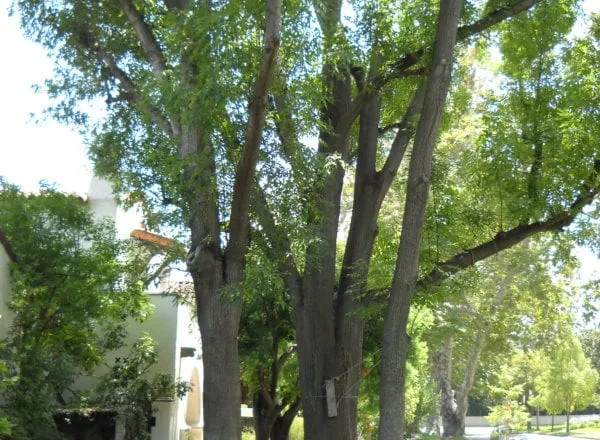 Trusted landscape design for outdoor upgrades in Pasadena, CA by Flintridge Tree Care