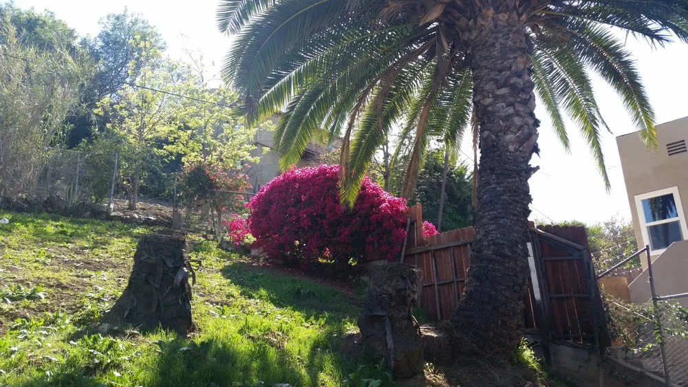 Reliable residential landscaping for year-round maintenance across Pasadena, CA - Flintridge Tree Care