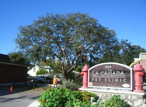 Custom residential landscaping in Pasadena, CA - Flintridge Tree Care