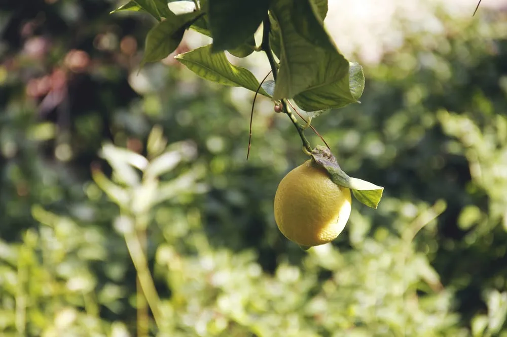 Expert landscape installation experts serving Pasadena, CA - Flintridge Tree Care