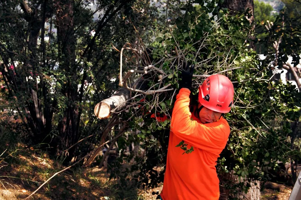 Custom lawn care service in Pasadena, CA - Flintridge Tree Care