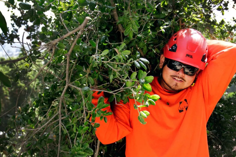 Reliable yard maintenance in Pasadena, CA - Flintridge Tree Care