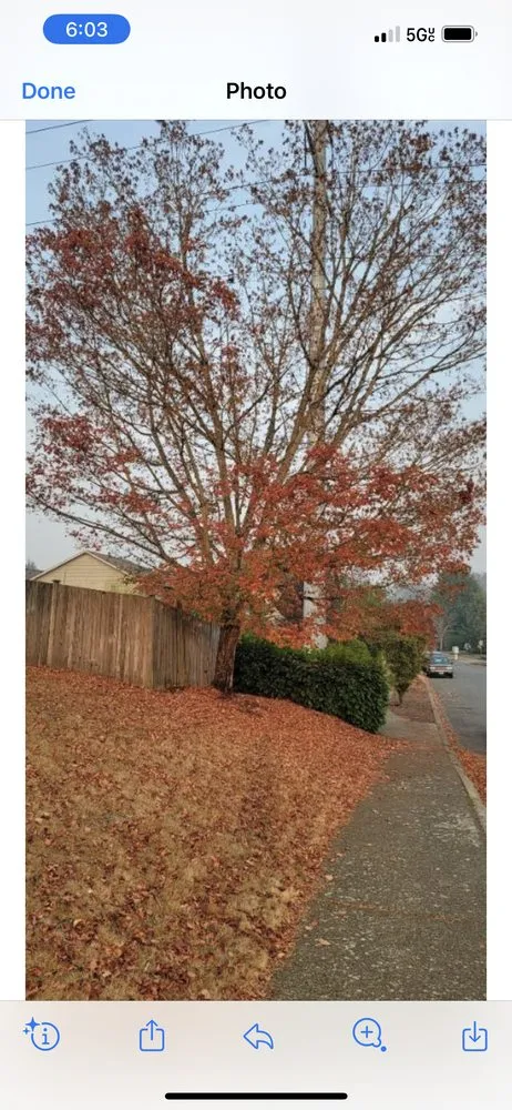 Trusted residential landscaping near you across Renton, WA - Floating cloud services