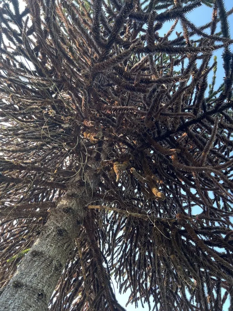 Professional landscape installation in Renton, WA - Floating cloud services