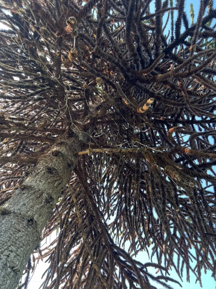 Custom garden landscaping experts serving Renton, WA - Floating cloud services