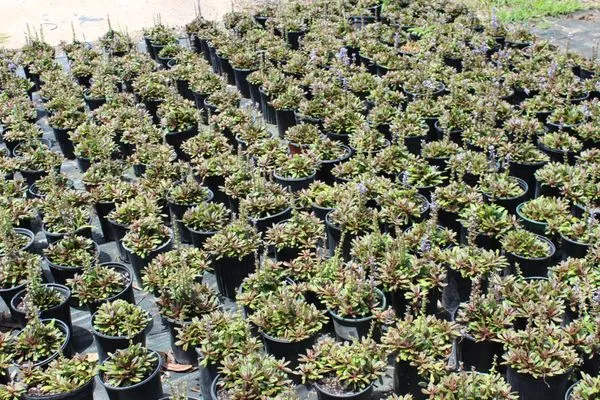 Flocke Lone Star Irrigation Logo