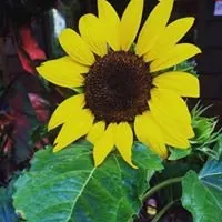 Local lawn care service near you in Cresco, PA by Flood's Nursery & Landscaping