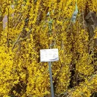 Local landscape design for beautiful yards across Cresco, PA - Flood's Nursery & Landscaping