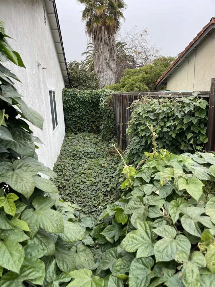 Affordable landscape installation for year-round maintenance in San Jose, CA by Flor Property Services