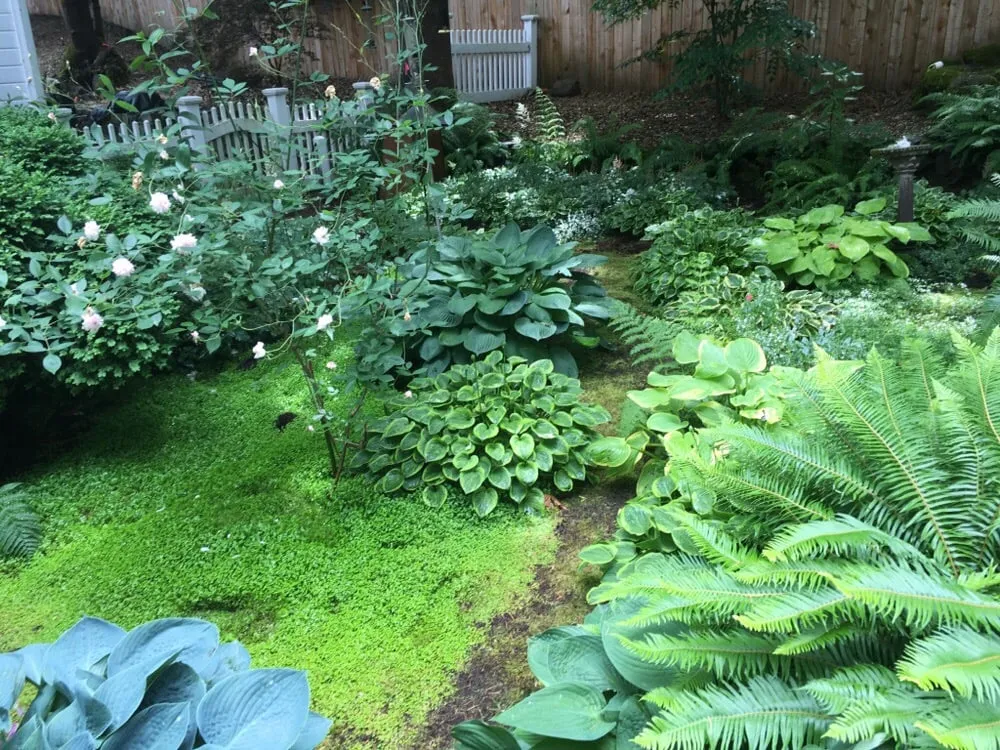 Reliable lawn mowing service in Portland, OR by Flora Organic Landscape Maintenance