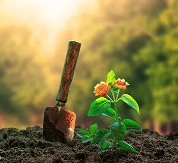 Professional residential landscaping experts serving Colorado Springs, CO - Floral Gardening