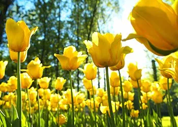 Expert residential landscaping in Colorado Springs, CO by Floral Gardening