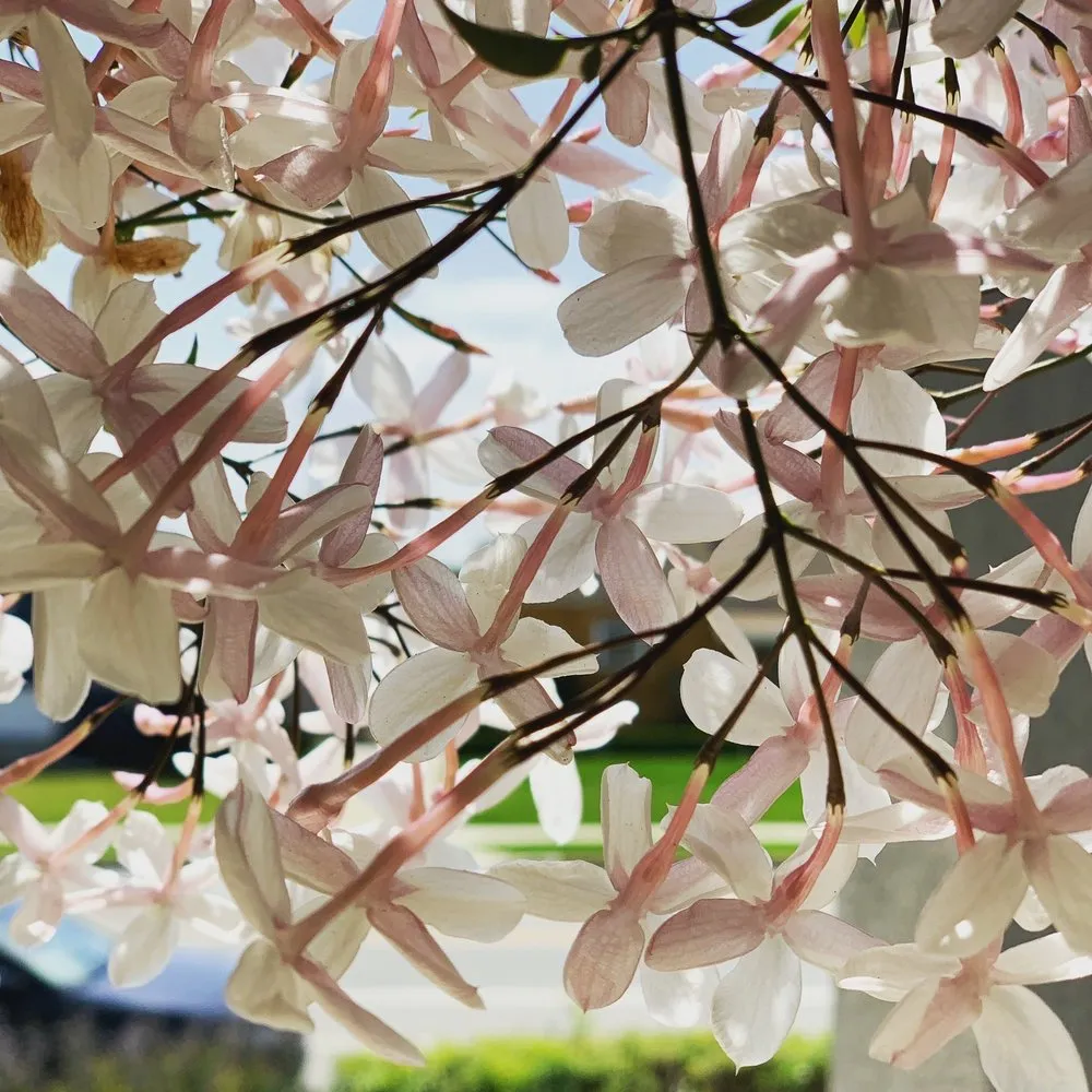 Custom yard maintenance in Los Angeles, CA - Floral Palace