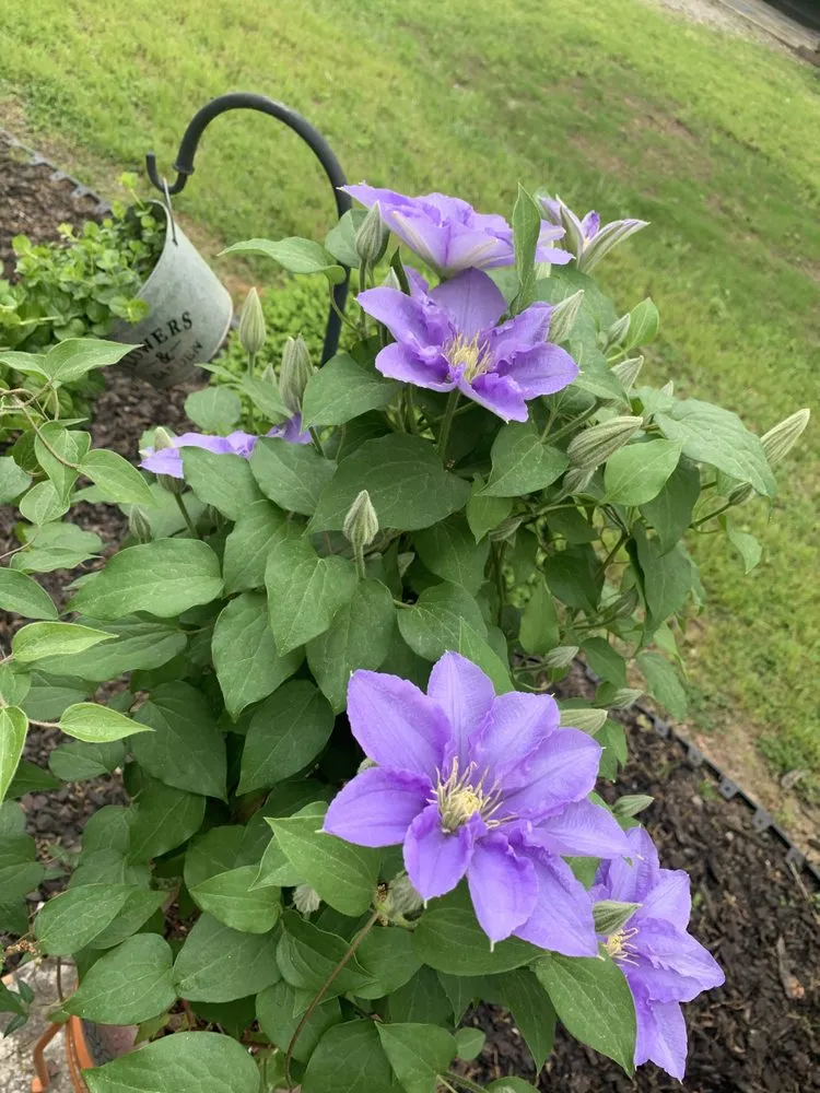 Professional residential landscaping experts serving Richmond, VA - Floree Kulture