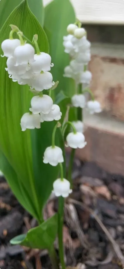 Reliable residential landscaping for beautiful yards in Richmond, VA by Floree Kulture