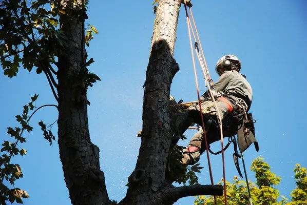 Florence Tree Service Logo