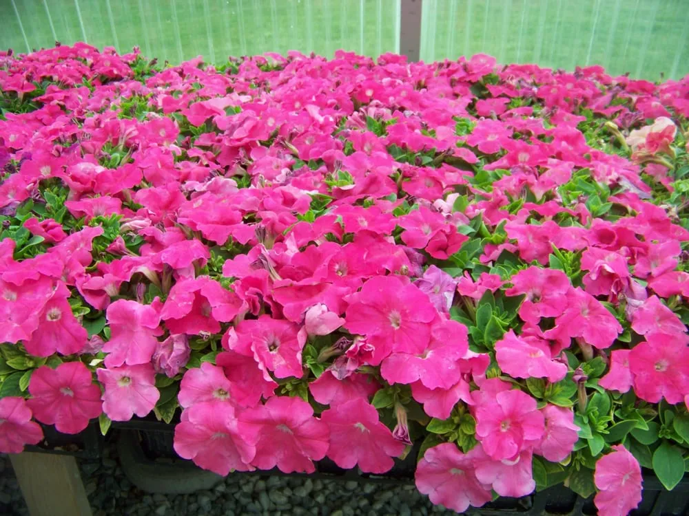 Affordable landscape installation in Smithfield, UT - Floreo Horticulture Services