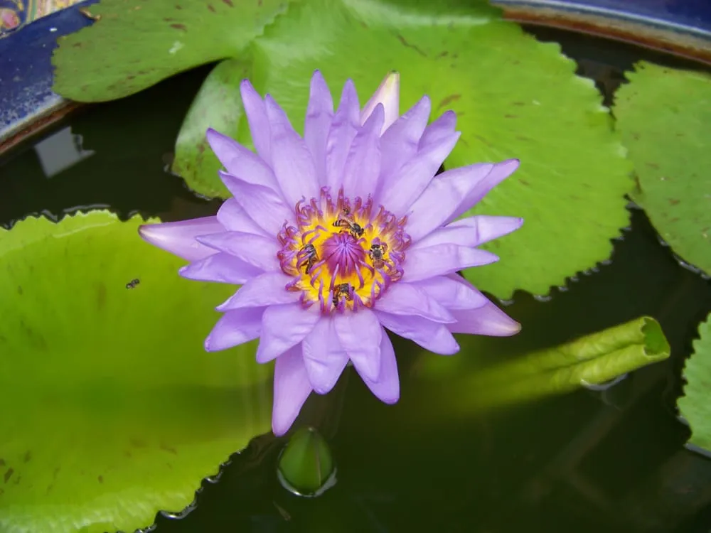 Professional outdoor landscaping in Smithfield, UT by Floreo Horticulture Services