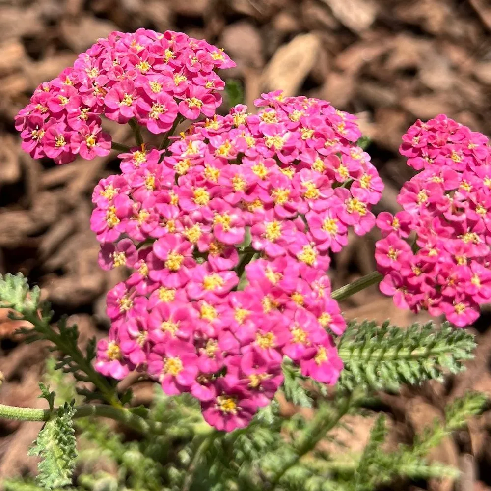 Expert landscape installation with custom design across Los Angeles, CA - Flores Artscape