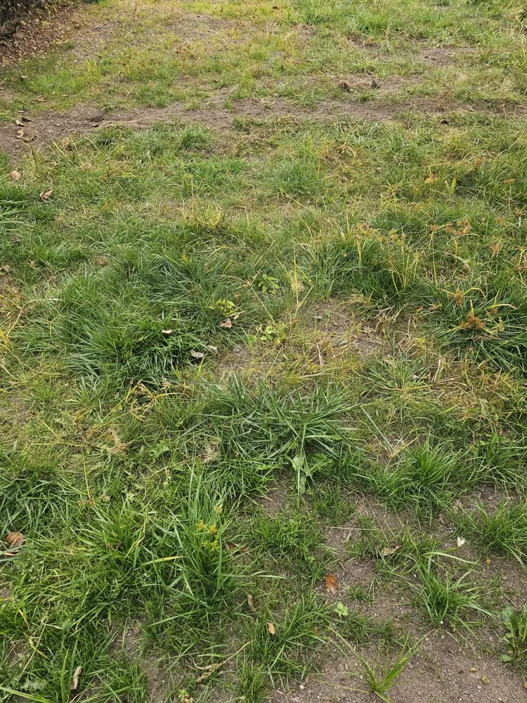 Reliable lawn mowing service in Englewood, NJ - Flores Brothers Landscaping