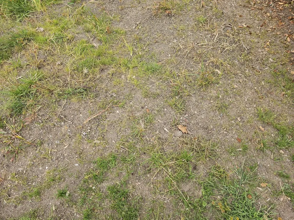 Local yard cleanup service near you in Englewood, NJ by Flores Brothers Landscaping