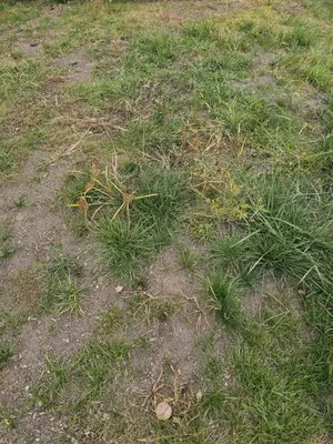 Flores Brothers Landscaping Logo