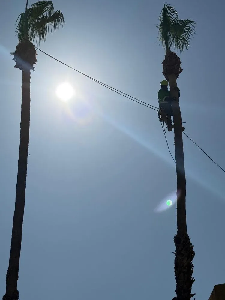 Local residential landscaping in Palm Springs, CA by Flores Design & Arbor Care