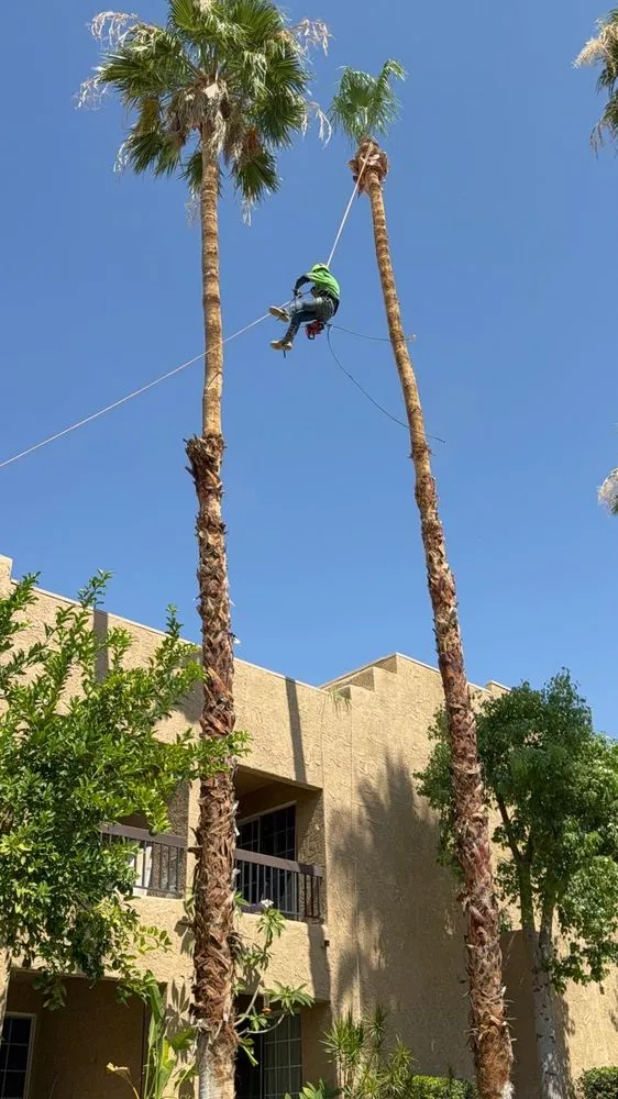 Reliable landscape design for year-round maintenance across Palm Springs, CA - Flores Design & Arbor Care